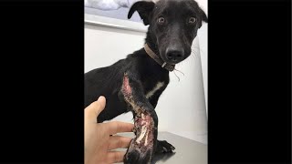 COMO CUIDAR DE CACHORRO COM PATA QUEBRADA