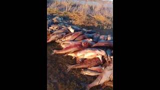 Масовий мор риби у Черняхові: річка Очеретянка вкрита мертвою рибою