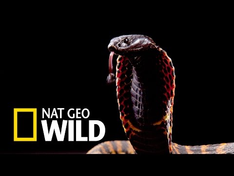 Mafia kobry - Kobra przylądkowa