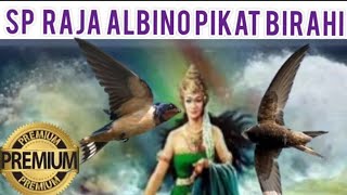 Download lagu Gratis ©️✔️Suara panggil walet raja Albino II Pikat birahi walet II Suara Original walet premium mp3