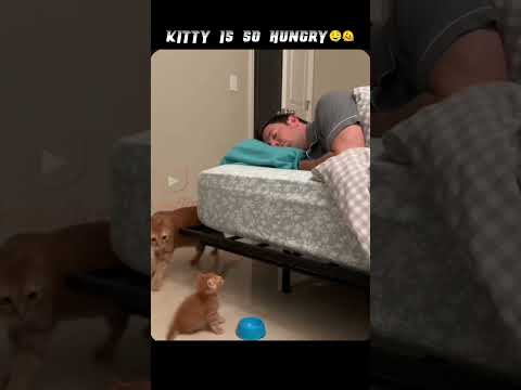 47 M views complete. Hungry kitty ☺️ #kitten #cat #cats #kitty #animals