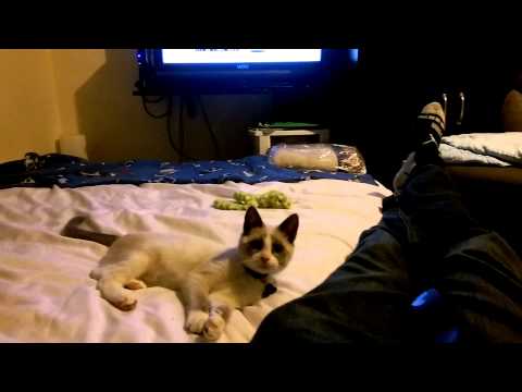 Cat playing like crazy