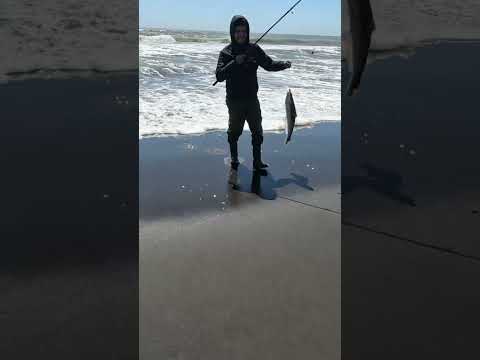 Primer róbalo de la jornada. Pesca junto a Mateo Toro | Sector El Vapor, Constitución, Maule.