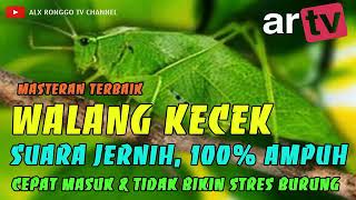 Download lagu Masteran Suara Walang Kecek, jernih dengan jeda 100% ampuh cepat masuk dan tidak bikin stres burung. mp3 Download lagu Masteran Suara Walang Kecek, jernih dengan jeda 100% ampuh cepat masuk dan tidak bikin stres burung. mp3