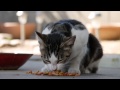 ALI CAT