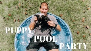 Swimming With A Border Collie Puppy!!