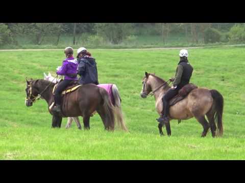 Beluga Arabian Cup 2016