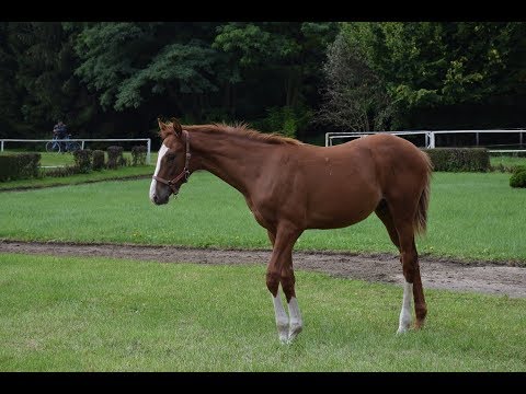 Licytacja koni krwi angielskiej w Stadninie Koni ,,Krasne'' w Krasnem