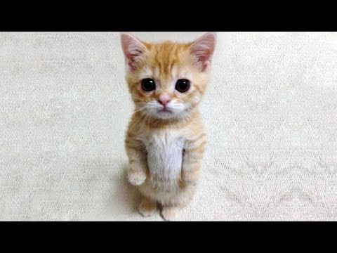 Funny Animals 2022 - Cute Dogs and Cats Doing Funny Things #10
