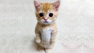 Animais engraçados 2022 - Cães e gatos fofos fazendo coisas engraçadas #10