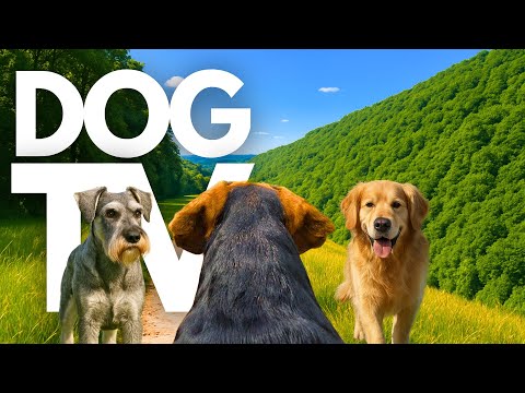 TheDogCam | 10hrs of Calming Virtual Dog Walks Through Scenic Valleys 🐾🌳 GoPro DogTV