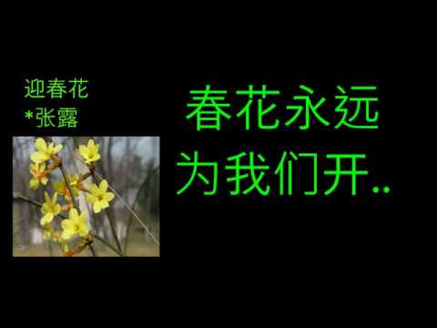 迎春花-- 张露 yíng chūn huā Zhang Lu (Albert999 lyrics)