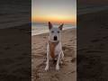 Sunset At The Beach With Yuki Dogshorts Dogmom Dog Puppy Pets Beach Summer