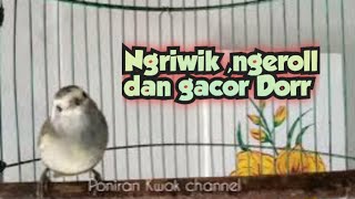 Download lagu Opior Jawa ngeriwik dan ngeroll Cocok untuk Pancingan Opior Jawa bahan @ponirankwok mp3