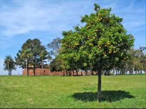 Thievery Corporation - Lemon Tree