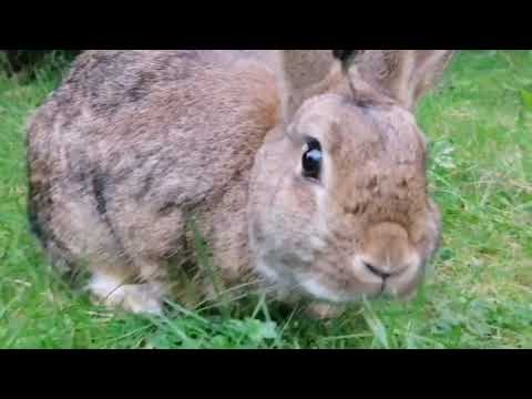 Ratze und Rübe im neuen Auslauf