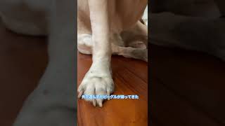 屋上で日向ぼっこしていたビーグルが気まずそうに部屋に戻ってきた🐾 #beagle #shorts