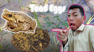 Toad eggs #kampongspeu #cambodia