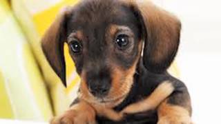 Kuttay Bhi Tum Say Achay Hain by Faakhir