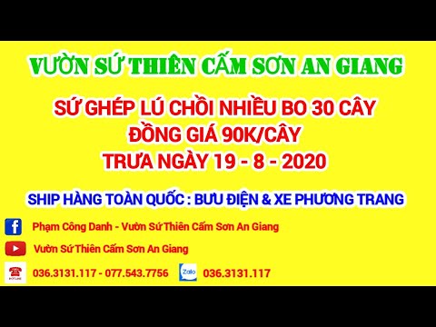 ĐÃ HẾT(Trưa 19/8/2020) SỨ GHÉP đồng giá 90k/cây. LH: 036.3131.117 (có Zalo) gặp Danh
