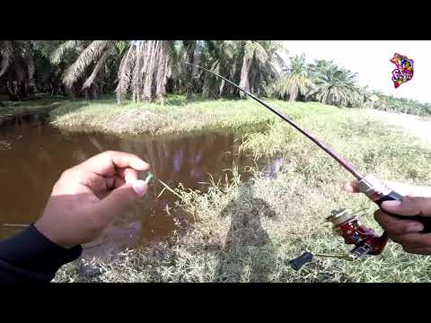 HARUAN CURUT VS ULTRALIGHT