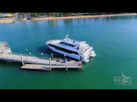Brisbane Whale Watching