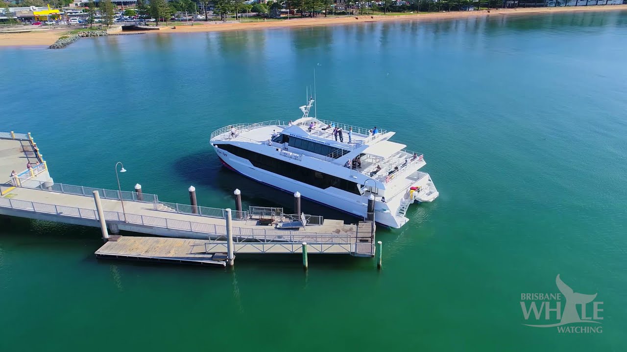 Take a sneak peek into Whale watching experience.