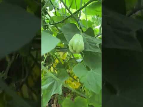 Choko Vine Gone Berserko in Melbourne