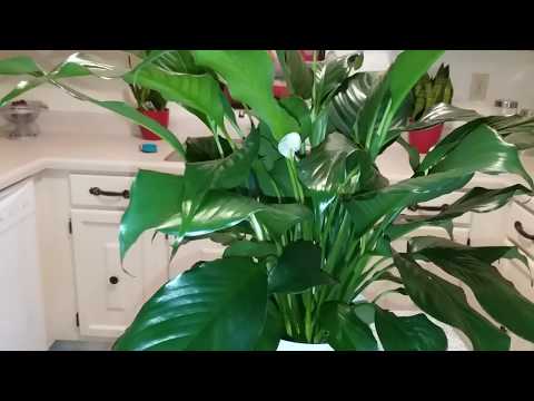 , title : 'Here's How to Start a Peace Lily Plant Collection | Peace Lily Care for Beginners | Part 2'