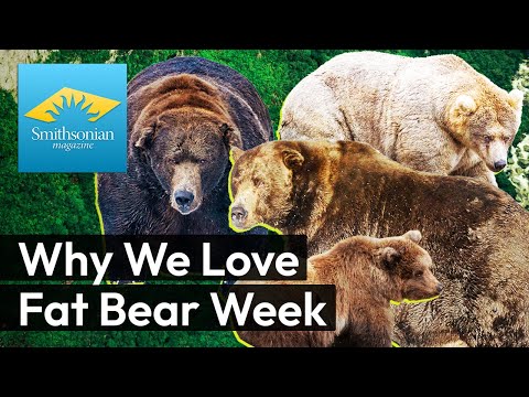 After Two Years as Runner-Up, Chunk Is Finally Crowned Winner of Fat Bear Week