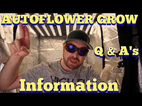 AUTOFLOWER GROW INFO TO KNOW - MY THOUGHTS ON CONTROVERSIAL FLUSH RESEARCH