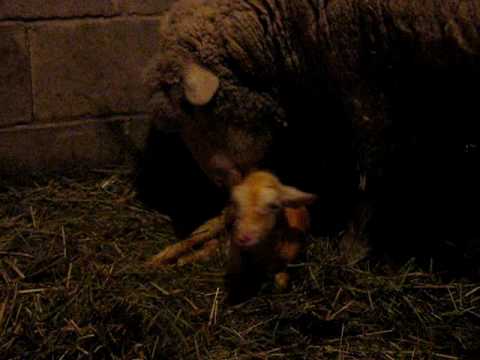 New Baby Lamb Just Born