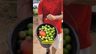 O Nordeste do Brasil é lindo de mais #vidanaroça #shorts #foryou #fy
