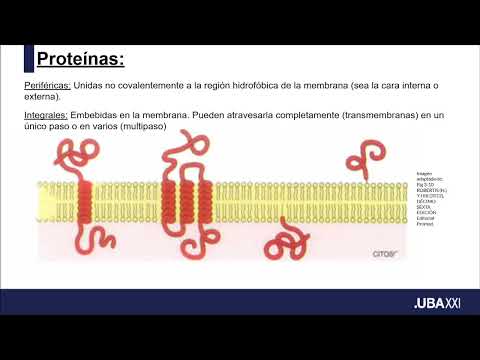 Biología e Introducción a la Biología Celular (091): Biomembranas y Transporte (II)