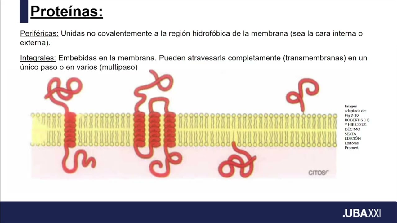 Biología e Introducción a la Biología Celular (091): Biomembranas y Transporte (II)