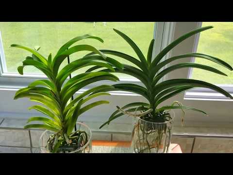 My vanda rebloomed!  How I care for my vandas in semi water culture.