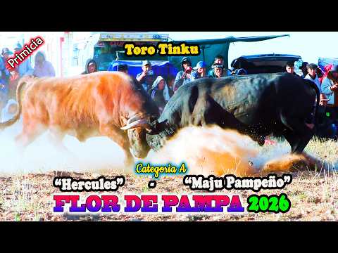 Toro Tinku de FLOR DE PAMPA 2026 T..A, "Hercules Maju Pampeño". (Video Oficial) de ALPRO BO.