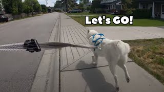 Slush is the best running companion in the world.