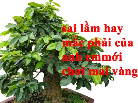 MỚI CHƠI MAI CẦN BIẾT - ĐỂ CÂY MAI PHÁT TRIỂN TỐT