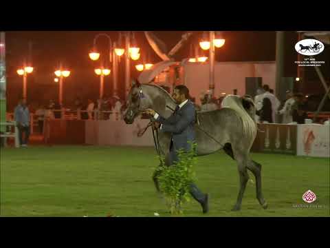 N 208 YAMAMAH AL OYANNAH   10th Arabian Horse Show for local Breeders in Saudi Arabia 2021   Fillies