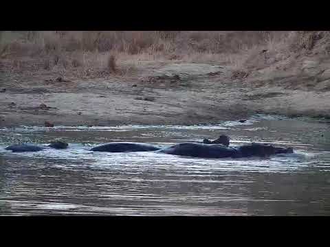 Djuma: Three Hippos interacting - 17:30 - 06/16/21