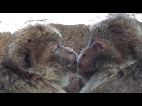 Plättli-Zoo AG YouTube-Vdeominiatur 4