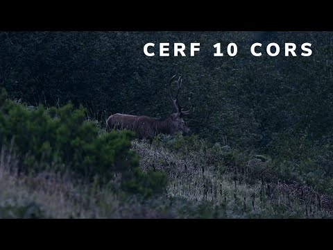 Brame du cerf 2023 Cerf 10 cors qui marque son territoire