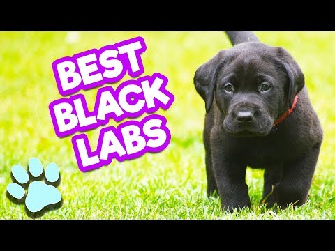 Best Beautiful Black Labs | Funny Dogs Compilation | #thatpetlife