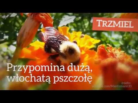 Bąk vs trzmiel [Czym to się różni? #1]