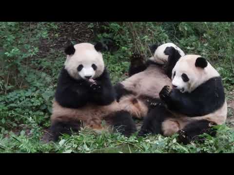 ARCTIC CHONK - "ASIAN FLOOF"