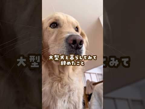 大型犬と暮らして辞めたこと #ゴールデンレトリバー #大型犬のいる生活 #goldenretreiver #大型犬と子供