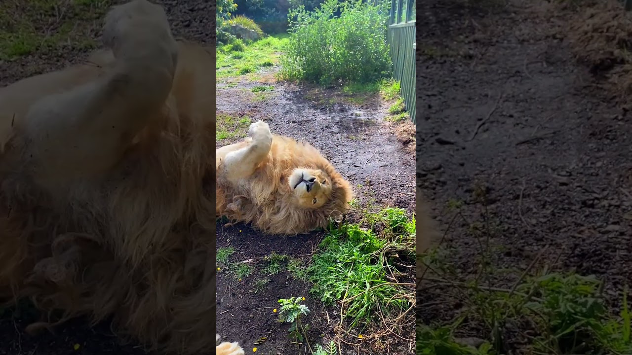 YouTube Short thumbnail