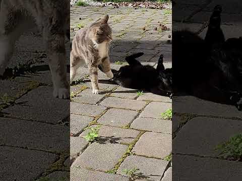 Toto vs Nero.. Who will win 토토와 네로가 싸우면 누가 이길까요??