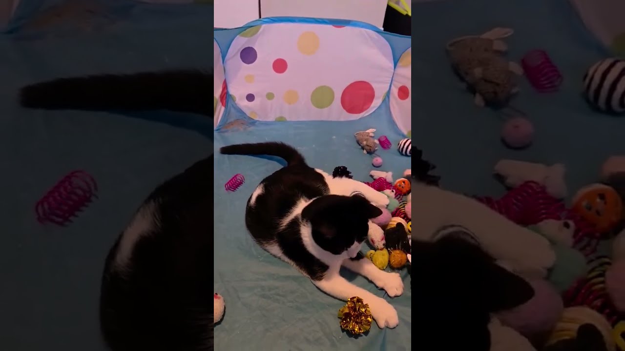 Enlarge Patches, a Adoptable Domestic Short Hair in Verdun, QC video 4/5